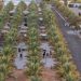 مزارع منطقة الجوف تضيف تجربة فريدة في السياحة الريفية