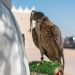 نادي الصقور السعودي يواصل جولته الميدانية لتصحيح أوضاع الصقور وتوثيق ملكياتها