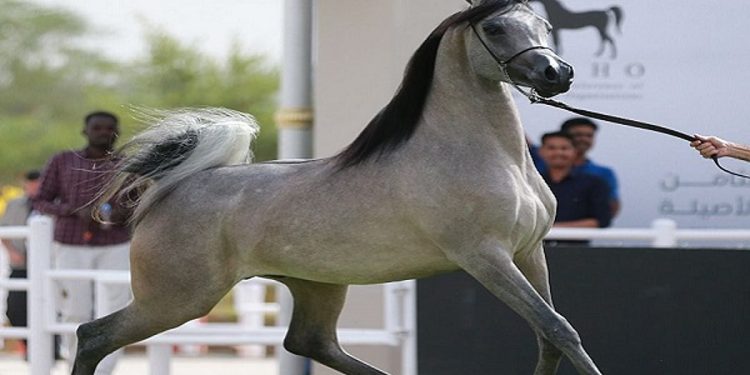 منافسات قوية في اليوم الثاني من العرض الدولي الثامن لجمال الخيل العربية