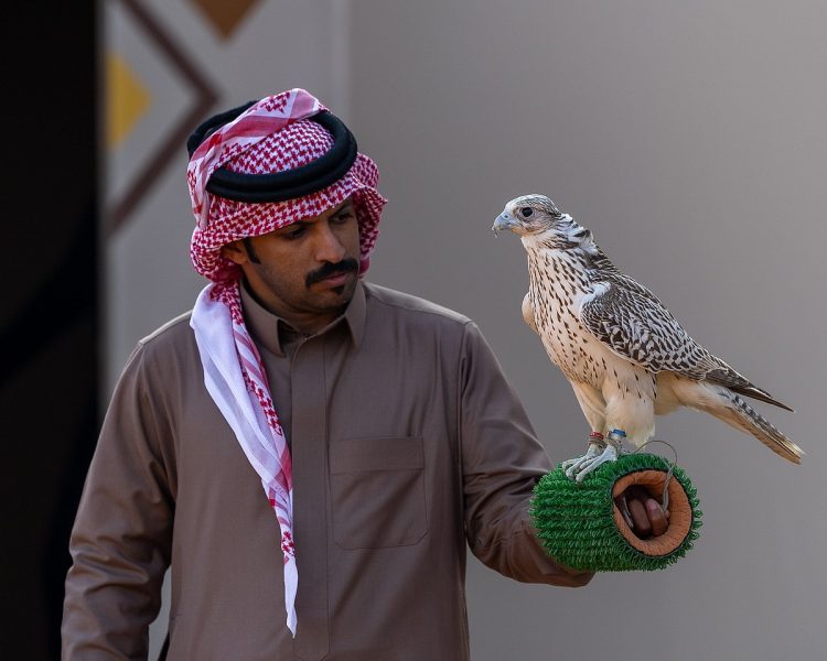 120 صقارًا يدشنون أشواط نخبة المحليين في انطلاق مهرجان الملك عبدالعزيز للصقور 2025