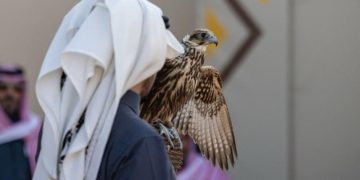 227 صقرًا تشارك في 7 أشواط للهواة المحليين بمهرجان الملك عبدالعزيز للصقور 2025 في يومه الرابع
