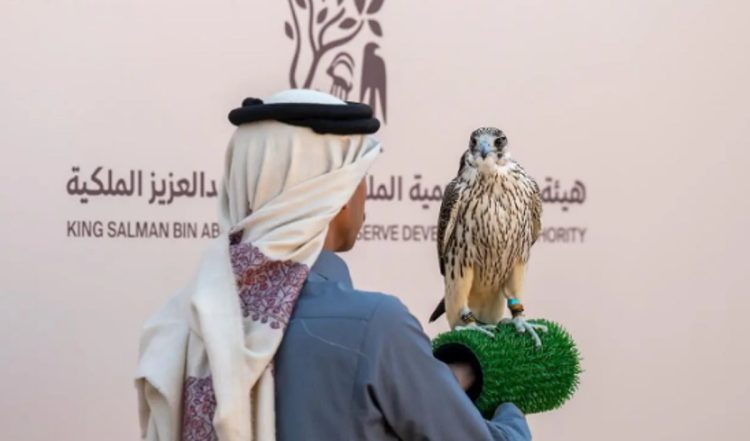 6 أشواط تأهيلية للهواة المحليين في اليوم السادس لمهرجان الملك عبدالعزيز للصقور 2025
