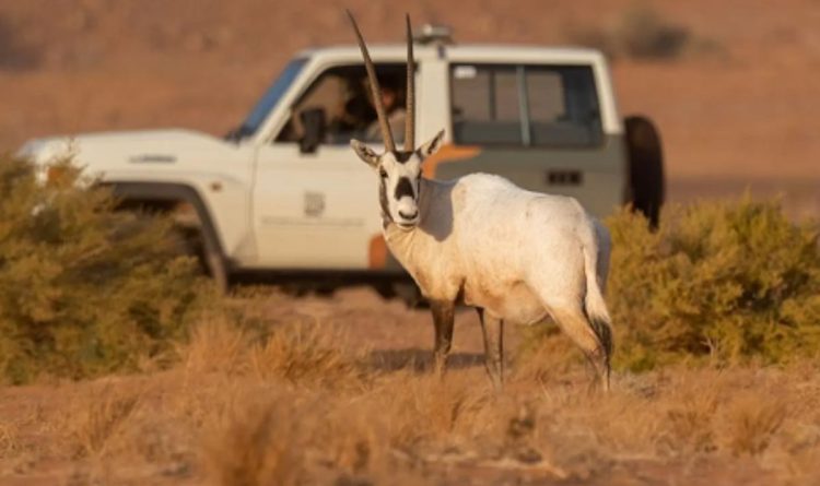 "المها العربي" يثري الحياة الفطرية في محمية الملك سلمان بن عبدالعزيز الملكية