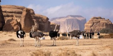 إطلاق 37 كائنًا فطريًا في محمية الحِجر بالعُلا