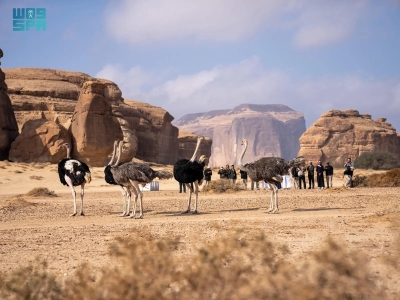 إطلاق 37 كائنًا فطريًا في محمية الحِجر بالعُلا