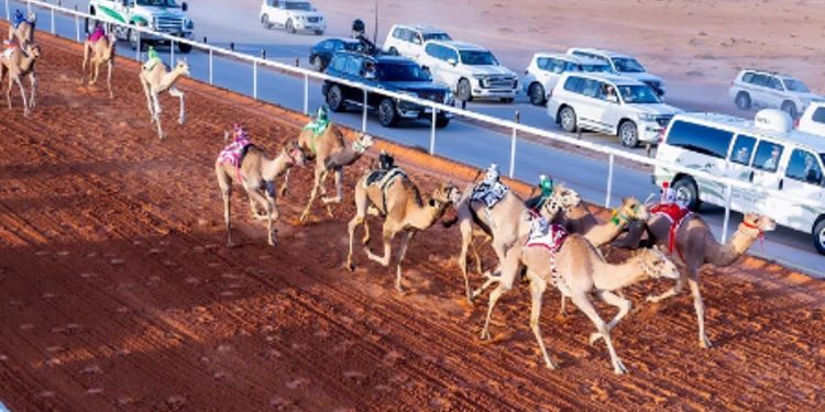 إعلان الفائزين بالمراكز الأولى في جائزة الملك عبدالعزيز لسباقات الهجن ضمن فئة "الحيل والزمول"