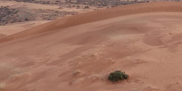 الأمطار تحوّل النفود الكبير جنوب رفحاء إلى لوحة طبيعية مترفة بالجمال