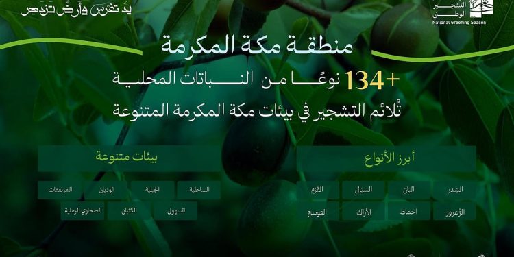 البرنامج الوطني للتشجير: تنوع بيئي فريد يُسهم في انتشار 134 نوعًا من النباتات المحلية الملائمة للتشجير في مكة المكرمة
