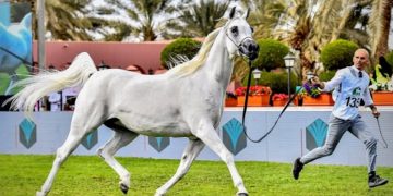 العرض الدولي الثامن لجمال الخيل العربية ينطلق اليوم بمشاركة 840 خيلًا