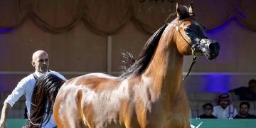 اليوم.. انطلاق العرض الدولي الثامن لجمال الخيل العربية بمشاركة 840 خيلًا برعاية خادم الحرمين