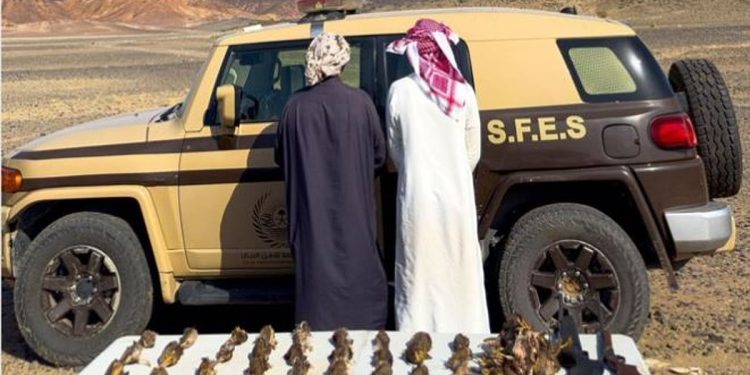 بحوزتهم بنادق وكائنات فطرية.. القبض على مواطنين لارتكابهما الصيد دون ترخيص في المدينة