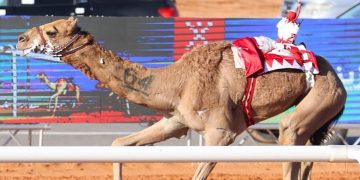 جائزة الملك عبدالعزيز لسباقات الهجن تعلن الفائزين بالمراكز الأولى