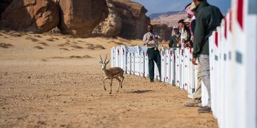 مركز الحياة الفطرية يطلق 37 كائنًا فطريًا في محمية الحِجر بالعُلا