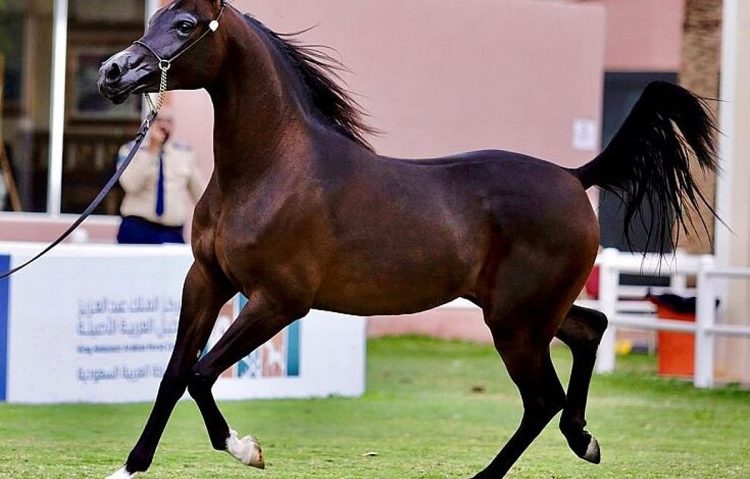 مركز الملك عبدالعزيز للخيل العربية الأصيلة يطلق حملة «أصالة نرعاها»