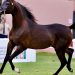 مركز الملك عبدالعزيز للخيل العربية الأصيلة يطلق حملة «أصالة نرعاها»