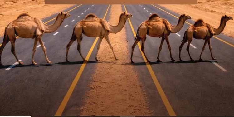 «هيئة الطرق» توصي مُلَّاك الإبل بتنسيق عبور الطرق غير المسيجة عبر مركز الاتصال 938