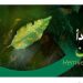 «وقاء»: التقليم الجيّد لأشجار البن يقلّل حساسيتها لآفة «صدأ البن»
