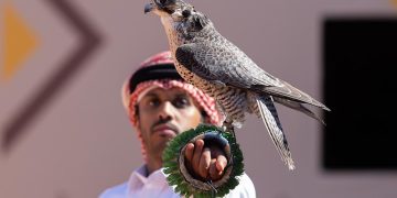 المحترفون المحليون يتنافسون على 12 كأسًا بمهرجان الملك عبدالعزيز للصقور 2025