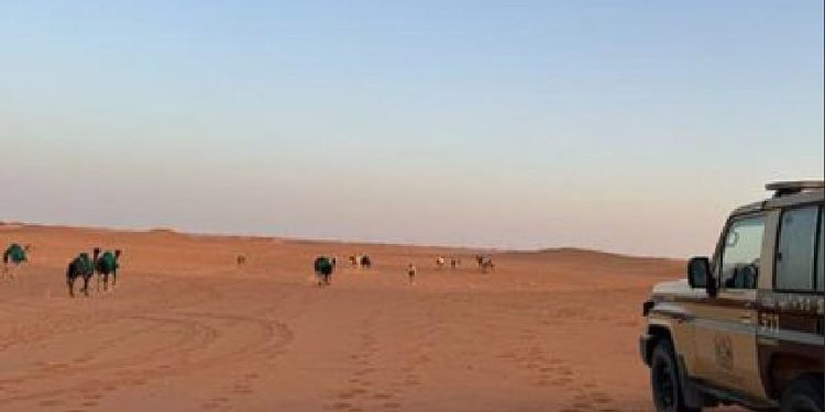 ضبط مواطن لارتكابه مخالفة رعي في محمية الإمام عبدالعزيز بن محمد الملكية