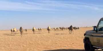 ضبط مواطن لارتكابه مخالفة رعي في محمية الملك عبدالعزيز الملكية