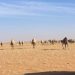 ضبط مواطن لارتكابه مخالفة رعي في محمية الملك عبدالعزيز الملكية