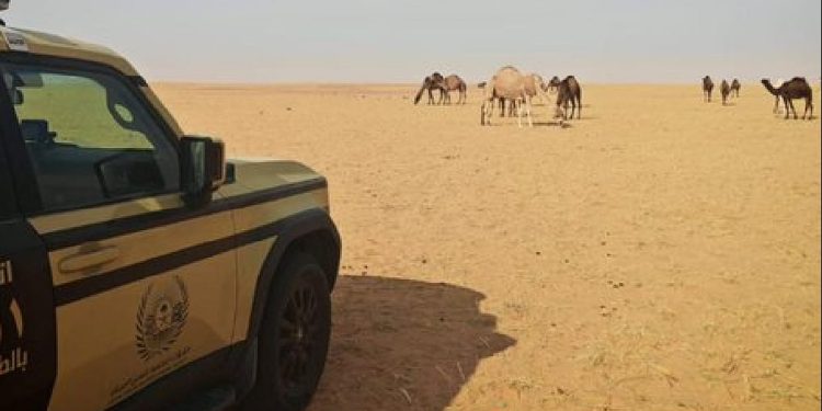 ضبط مواطن لارتكابه مخالفة رعي في محمية الملك عبدالعزيز الملكية
