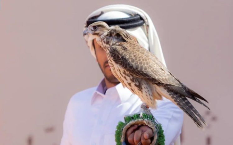 185 صقرًا للمحترفين المحليين يتنافسون في اليوم السابع لمهرجان الملك عبدالعزيز للصقور 2025