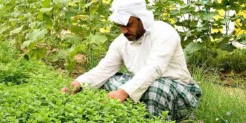 «الإرشاد الزراعي» تحث المزارعين على الالتزام بفترة تحريم المبيدات