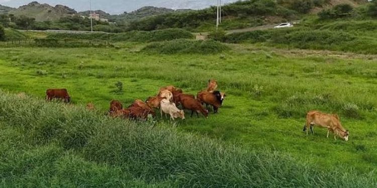 «البيئة» تدعو لتعزيز سلوكيات الرفق بالحيوانات والاعتناء بها أثناء الأمطار والأجواء الباردة