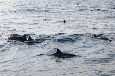 الدلافين تزيّن شواطئ الليث بمشاهد آسرة