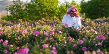 الورد الطائفي… ذهب عطري يزيّن هوية المملكة