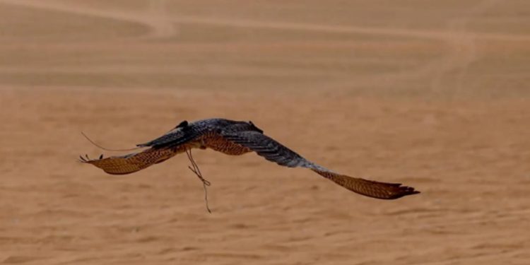 بمشاركة أكثر من 650 صقرًا.. مهرجان الصقور بالقصيم يشهد حضورًا محليًا وخليجيًا