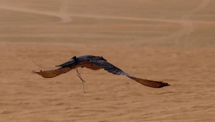بمشاركة أكثر من 650 صقرًا.. مهرجان الصقور بالقصيم يشهد حضورًا محليًا وخليجيًا