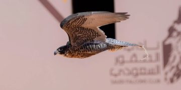 تتويج 12 محترفًا دوليًّا بكؤوس الملك عبدالعزيز في مهرجان الصقور 2025
