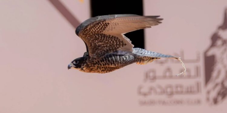 تتويج 12 محترفًا دوليًّا بكؤوس الملك عبدالعزيز في مهرجان الصقور 2025