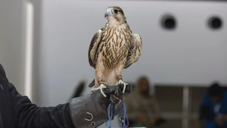 تتويج نخبة المحليين في 12 كأسًا بمهرجان الملك عبدالعزيز للصقور 2025