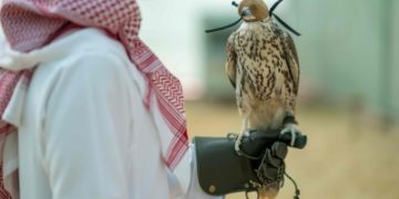 تسليم 13 صقرًا لنادي الصقور بعد تأهيلها