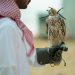 تسليم 13 صقرًا لنادي الصقور بعد تأهيلها