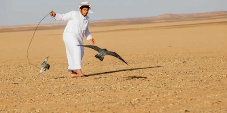 تنظيم فعالية مسابقة «هدد الصقور» في مهرجان شرورة الشتوي الثامن