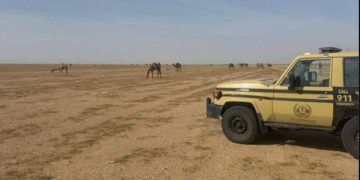 ضبط مواطن خليجي لارتكابه مخالفة رعي في محمية الملك عبدالعزيز الملكية