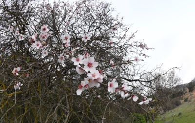 لوحة شتوية ساحرة.. أزهار اللوز تكسو مرتفعات عسير