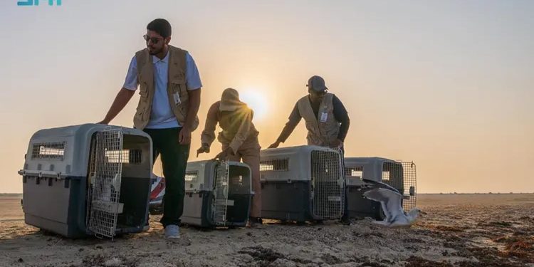 مركز الحياة الفطرية يطلق 63 طائرًا بحريًا في كورنيش جدة
