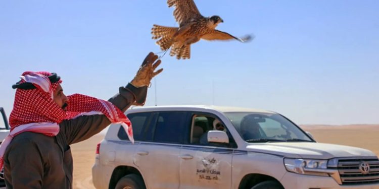 مهرجان الصقور بالقصيم يواصل فعاليات نسخته التاسعة