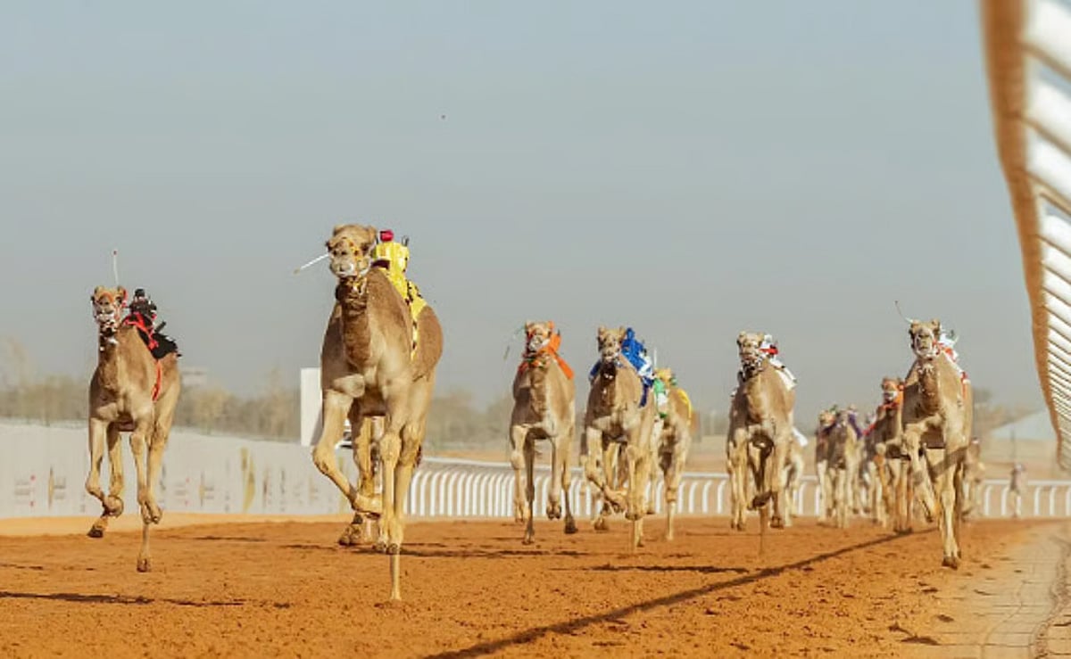 مهرجان خادم الحرمين للهجن يقدم فعاليات لزوار قرية الجنادرية