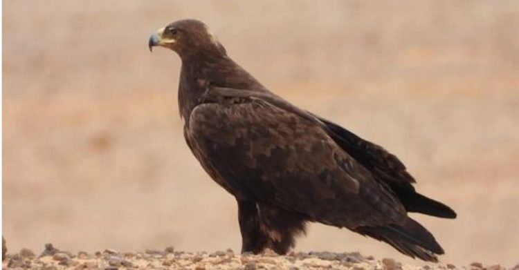 رصد 2850 طائرًا نادرًا بمحمية الملك سلمان الملكية ضمن البرنامج الوطني لمواقع تشتية عقاب السهول