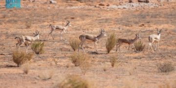 إطلاق 35 كائنًا فطريًا في محمية الملك عبدالعزيز لتعزيز التنوع البيولوجي والتوازن البيئي