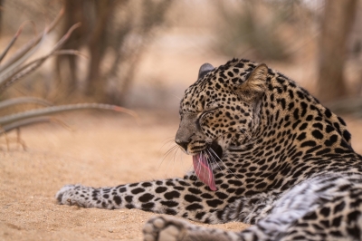 بين الرمال والآثار.. النمر العربي يستعيد عرشه في العُلا