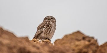 رصد نادر لبوم الحفر والسلحفاة جلدية الظهر