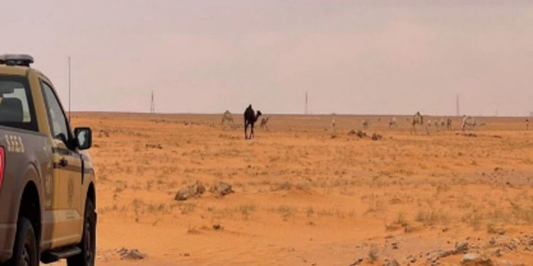 ضبط مواطن لارتكابه مخالفة رعي في محمية الإمام عبدالعزيز بن محمد الملكية