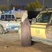 ضبط مواطن لنقله حطبًا محليًا في منطقة الرياض